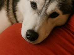 When I got pregnant, my dog kept resting on my belly but barked whenever my husband touched it. I thought she was jealous until I discovered the chilling truth she’d known all along.