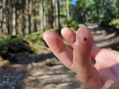 If you find a tick inside your home, here’s what you need to know