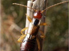 How To Get Rid Of Earwigs With One Simple Ingredient