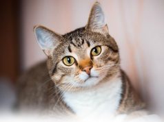 These are the behaviors that indicate your cat thinks you’re its mom