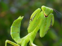 When this insect lands on you, BE CAREFUL. Here’s what the Universe is trying to tell you