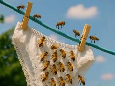 Why Bees Sometimes Visit Your Laundry